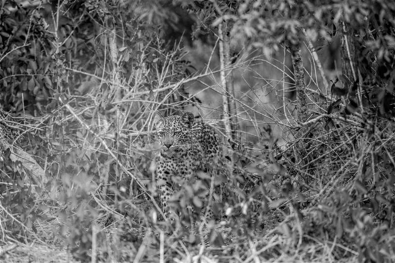 Black and white picture of a Leopard hiding in the bush in the Kruger National Park, South Africa, stock photo