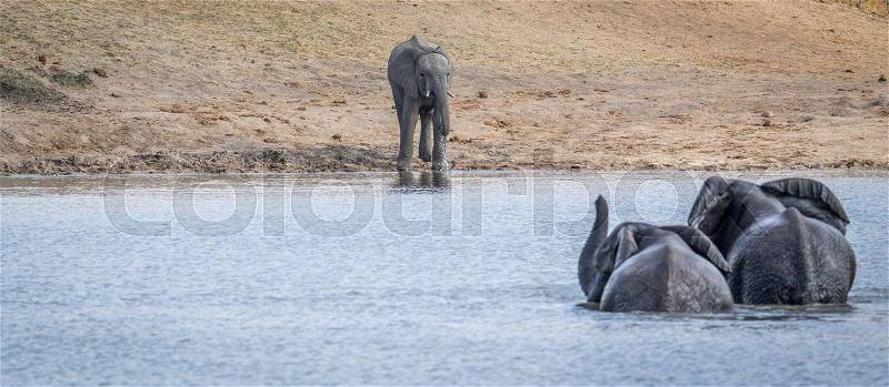 Three Elephants at a dam in the Kruger National Park, South Africa, stock photo