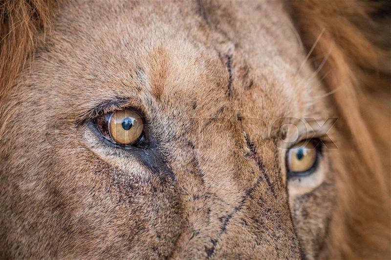 Close up of Lion eyes in the Kruger National Park, South Africa, stock photo