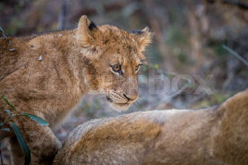 Side profile of a Lion cub in the Kruger National Park, South Africa, stock photo