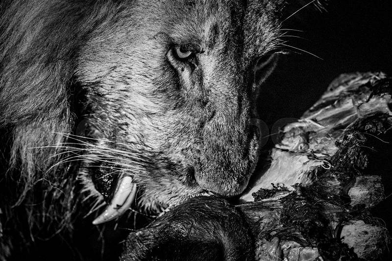 Eating Lion in black and white in the Kruger National Park, South Africa, stock photo