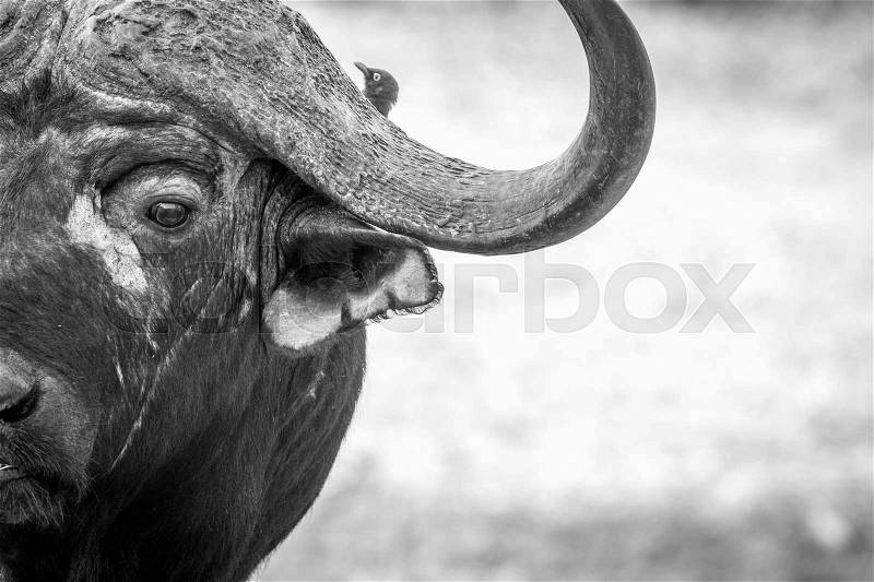 Starring Buffalo bull in black and white in the Kruger National Park, South Africa, stock photo