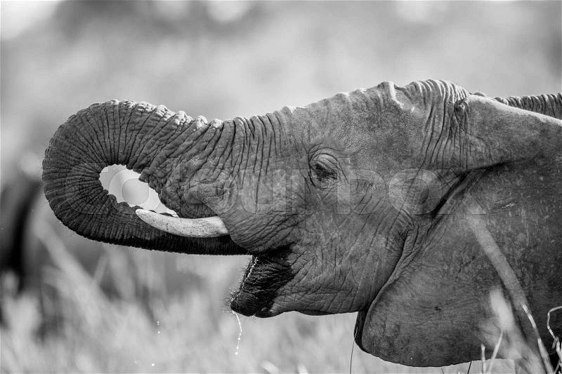 Elephant drinking in black and white in the Kruger National Park, South Africa, stock photo