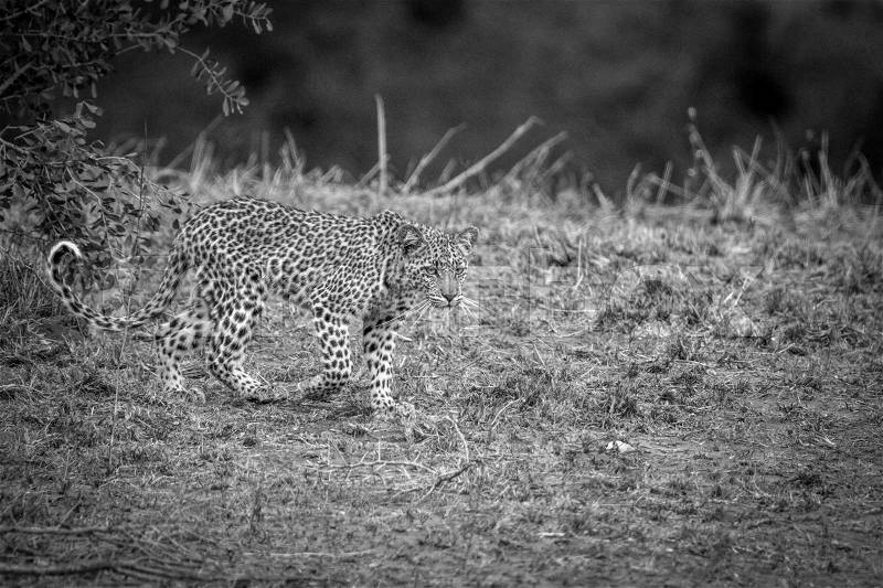 A young Leopard walking in black and white in the Kruger National Park, South Africa, stock photo