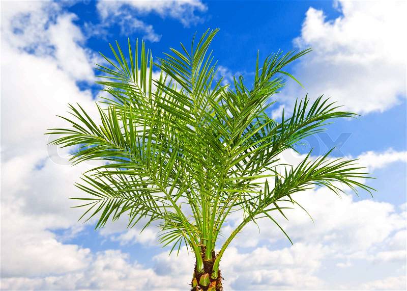 Beautiful green palm tree over blue sky, stock photo