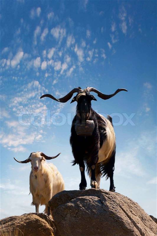 Two mountain goats with big horns on the rocks against the blue sky, stock photo