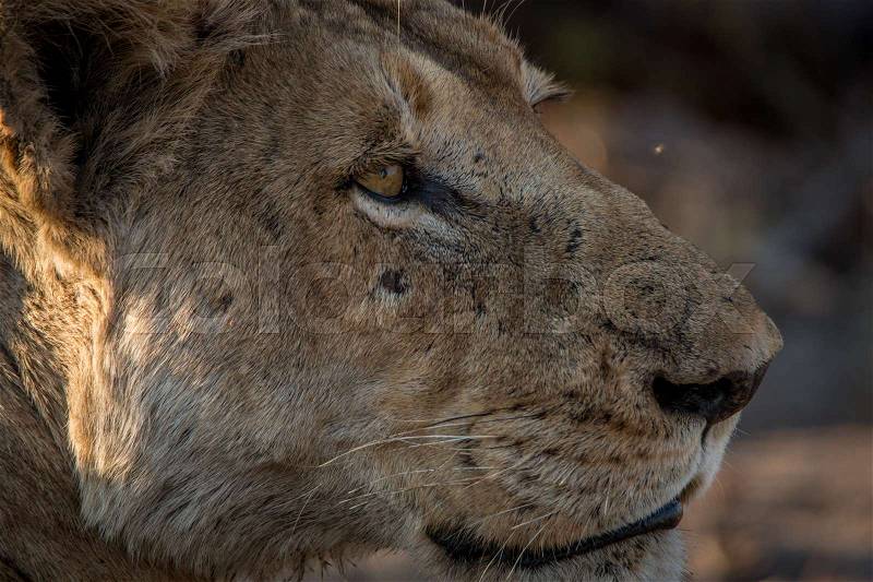 Side profile of a Lion in the Kruger National Park, South Africa, stock photo