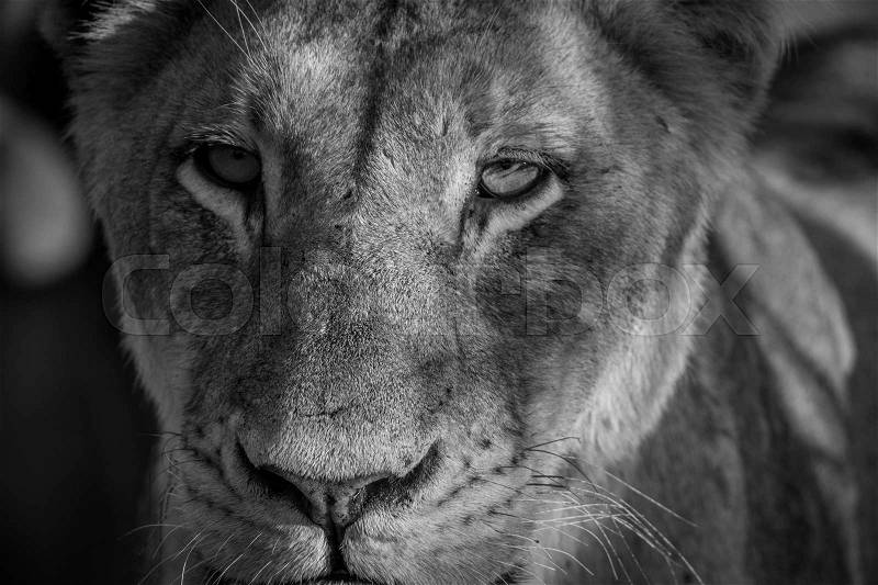 Starring Lioness in black and white in the Kruger National Park, South Africa, stock photo
