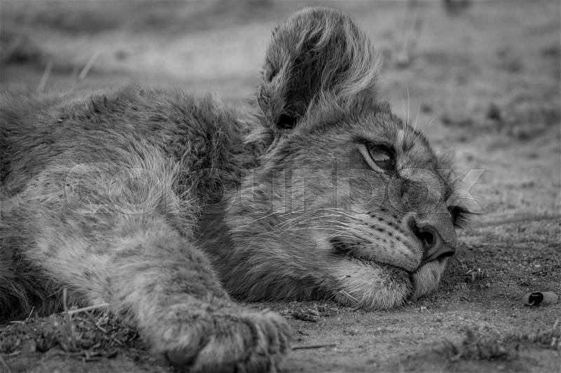 Lion cub laying down in black and white in the Kruger National Park, South Africa, stock photo