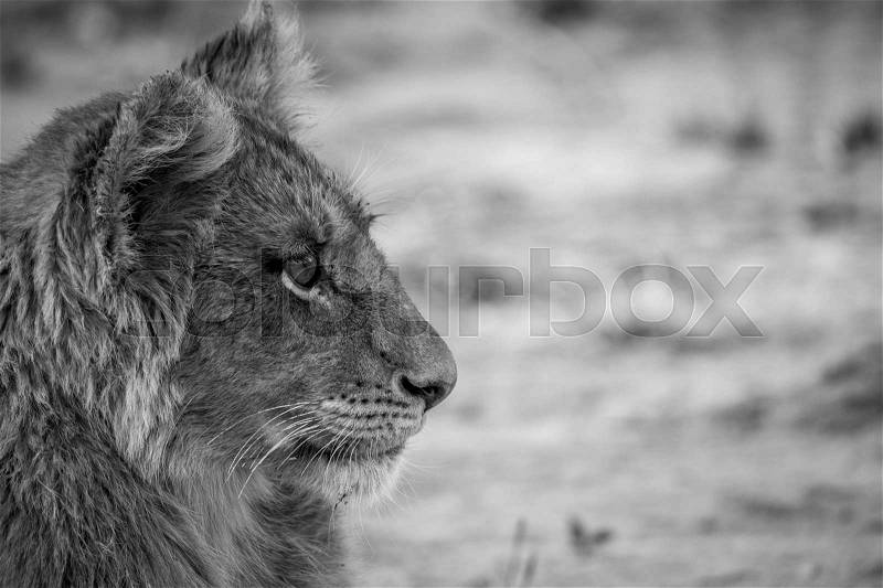 Side profile of a Lion cub in black and white in the Kruger National Park, South Africa, stock photo