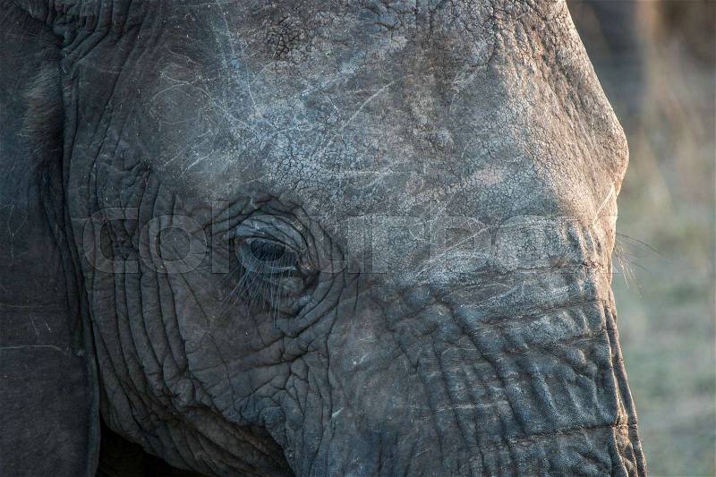 Close up of an Elephant eye in the Kruger National Park, stock photo