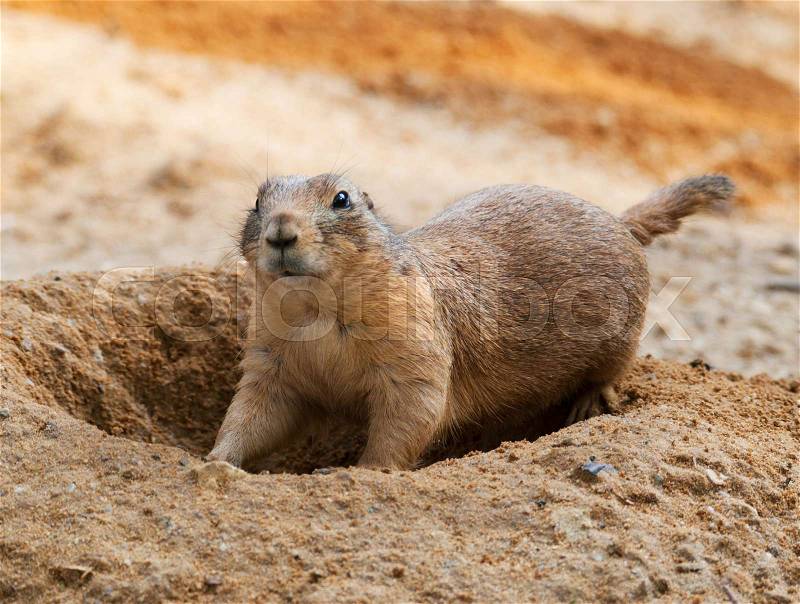 Black-tailed prairie dog keep watched on the burrow - Cynomys ludovicianus, stock photo