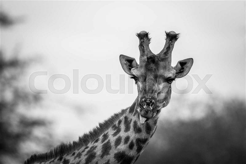 A starring male Giraffe in bacl and white in the Kruger National Park, South Africa, stock photo
