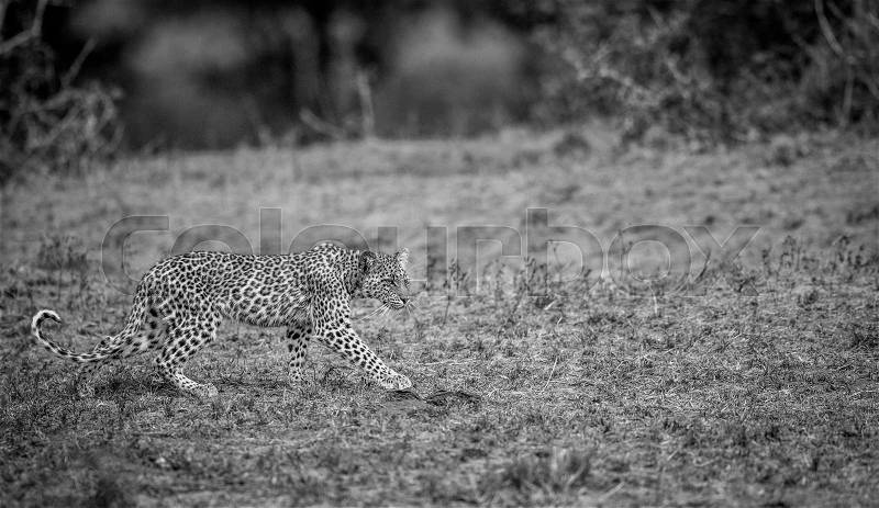 Walking baby Leopard in black and white in the Kruger National Park, South Africa, stock photo