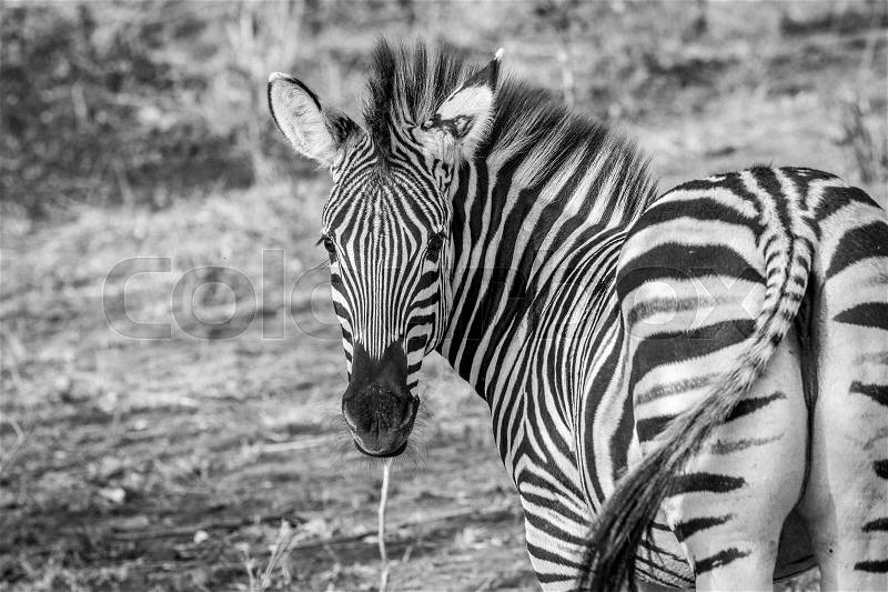 A starring Zebra in black and white in the Kruger National Park, South Africa, stock photo