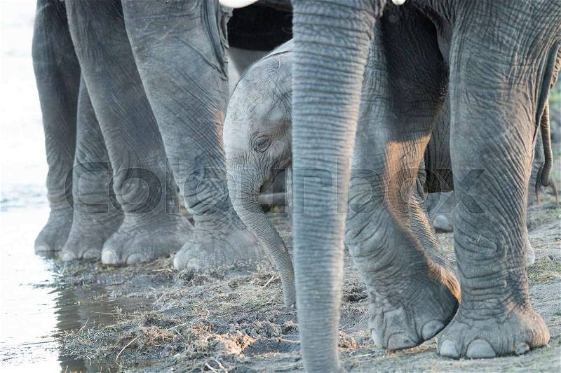 A young Elephant in between the legs of adults in the Kruger National Park, South Africa, stock photo