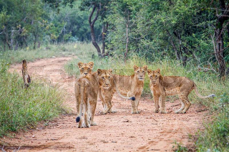 Starring group of young Lions in the Kapama Game Reserve, South Africa, stock photo