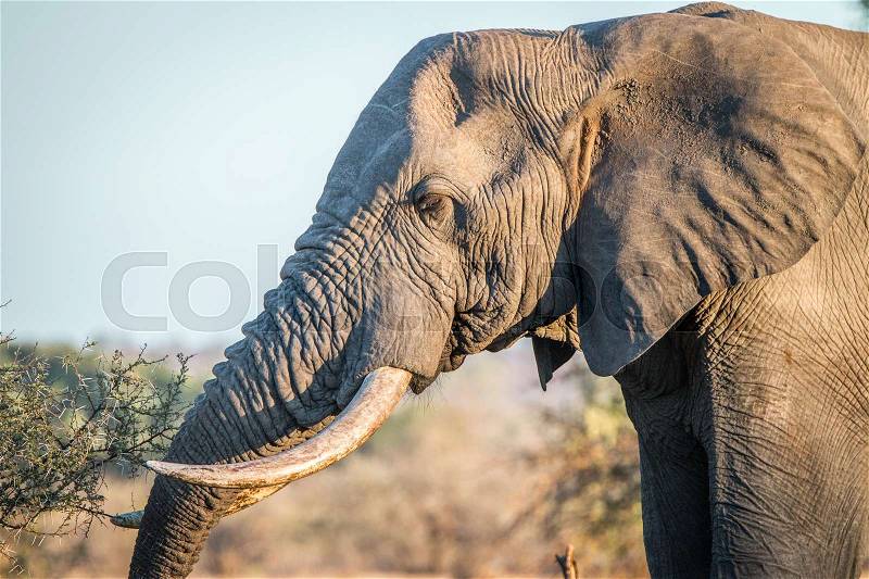 Side profile of an Elephant in the Kruger National Park, South Africa, stock photo
