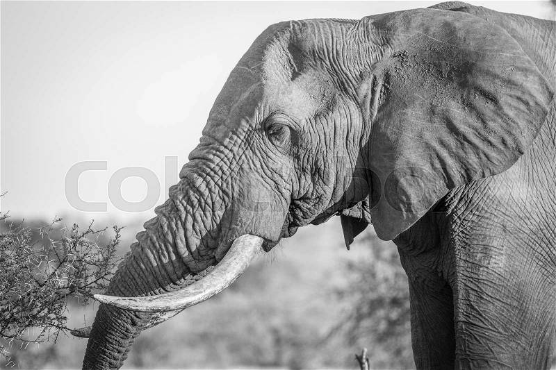 Side profile of an Elephant in black and white in the Kruger National Park, South Africa, stock photo