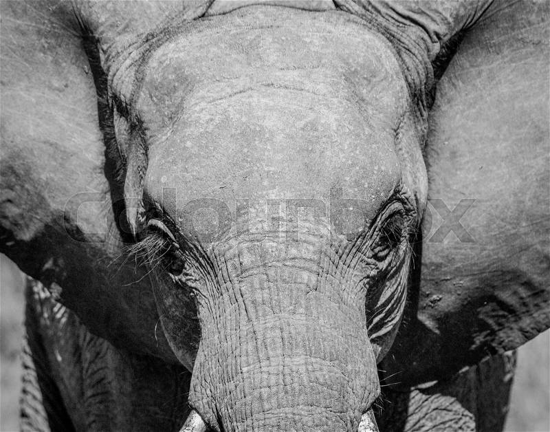 Young Elephant starring in black and white in the Kruger National Park, South Africa, stock photo