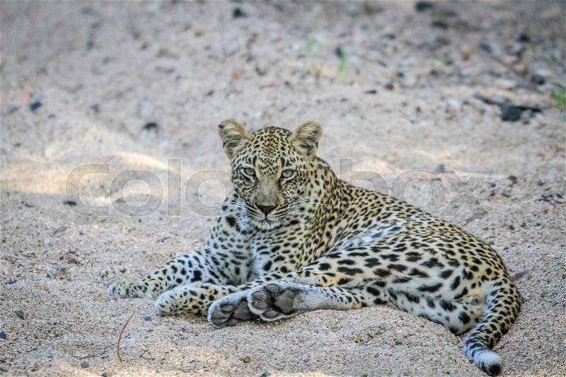 Leopard laying in the sand in the Sabi Sands, South Africa, stock photo