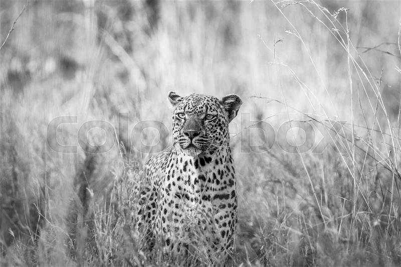 Leopard in the grass in black and white in the Kruger National Park, South Africa, stock photo