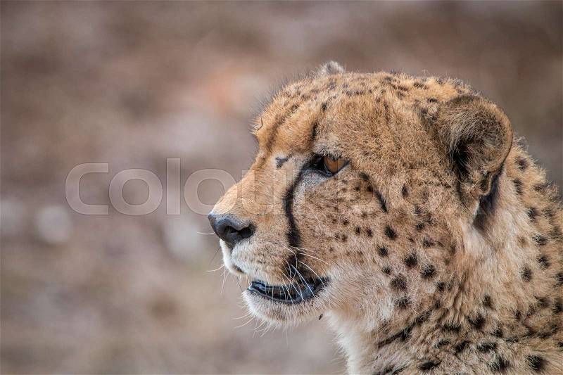 Side profile of a Cheetah in the Kruger National Park, South Africa, stock photo