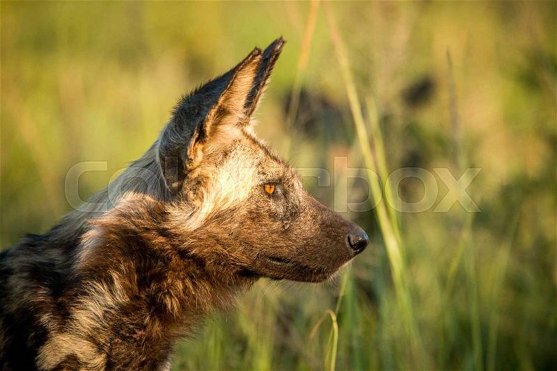 Side profile of an African wild dog in the golden light in the Kruger National Park, South Africa, stock photo