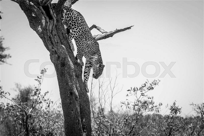 Leopard climbing out of a tree in black and white in the Kruger National Park, South Africa, stock photo