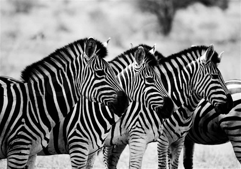 Starring Zebras in black and white in the Kruger National Park, South Africa, stock photo
