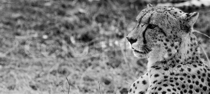 Side profile of a Cheetah in black and white in the Kruger National Park, South Africa, stock photo