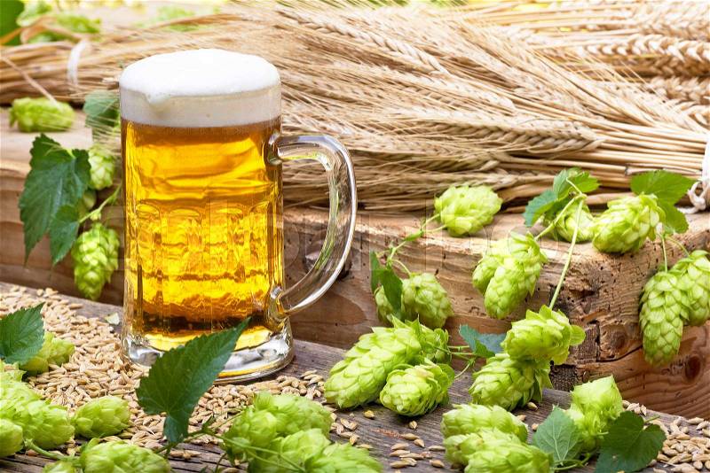 Glass of beer with hops and raw material for beer production, stock photo