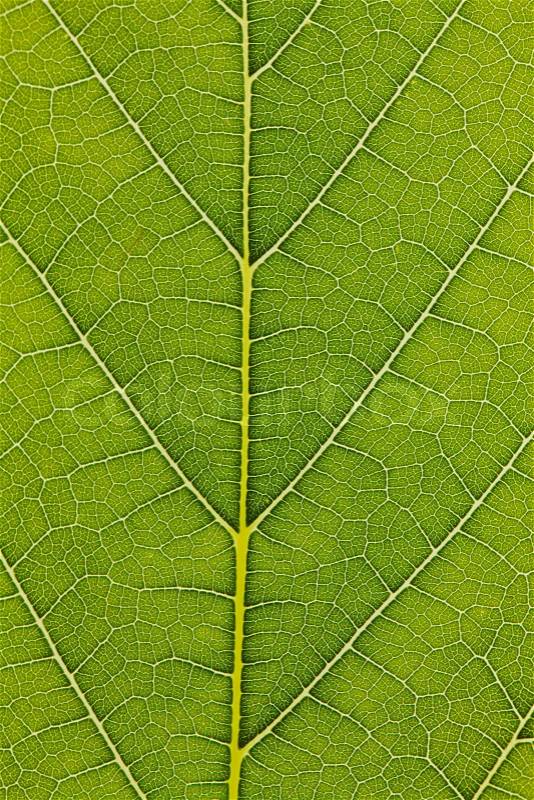 The veins of a leaf in a green expanse of close-up, stock photo