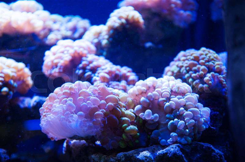 Dream of underwater photography algae in the aquarium, stock photo