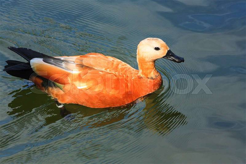 Floating red duck on water surface, stock photo