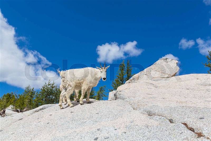 Wild Mountain Goat in Cascade mountains, stock photo
