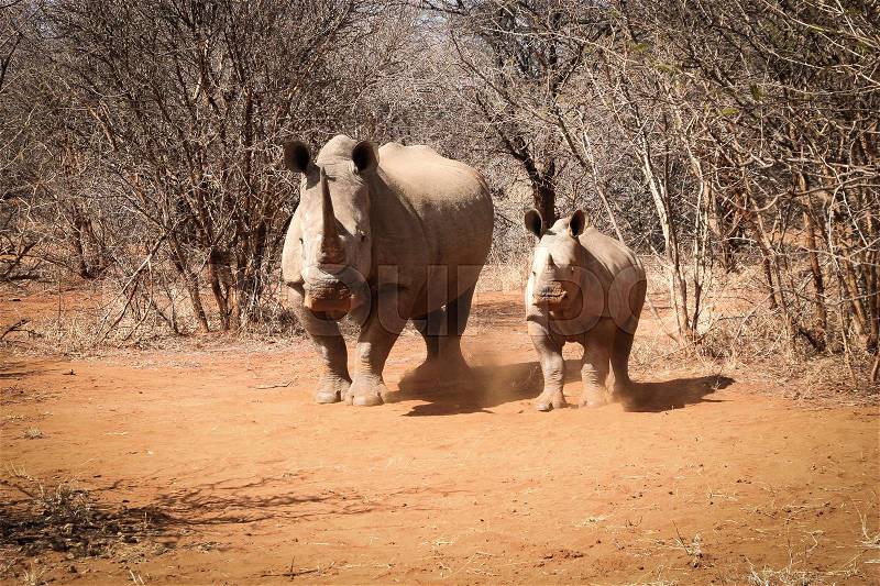 Mother White rhino with a baby Rhino, South Africa, stock photo