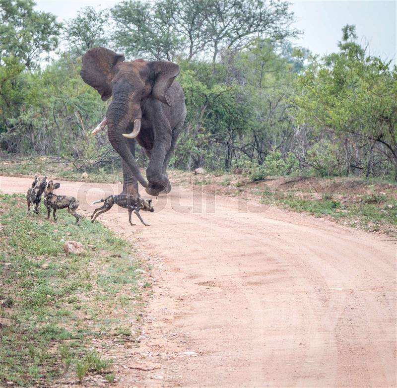 Elephant chasing away African wild dogs in the Kruger National Park, South Africa, stock photo