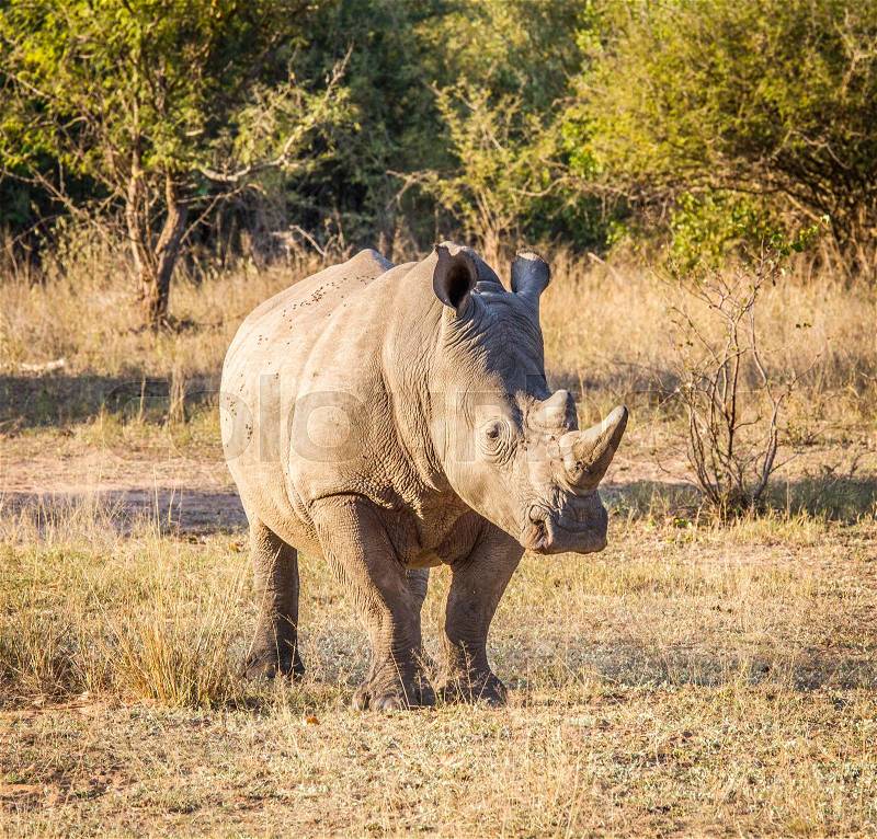 Starring White rhino in the Kruger National Park, South Africa, stock photo