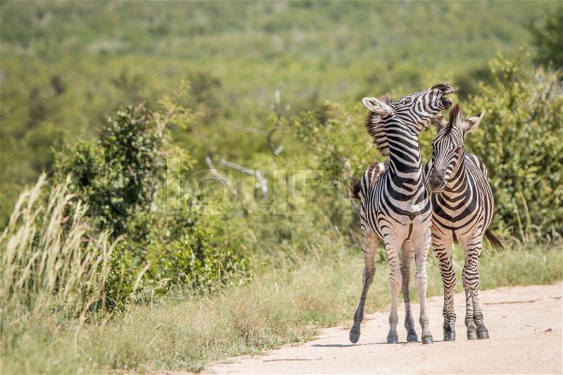 Two playing Zebras in the Kruger National Park, South Africa, stock photo