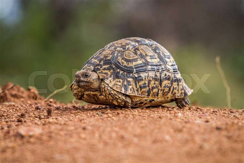 Leopard tortoise on the ground in the Selati Game Reserve, South Africa, stock photo