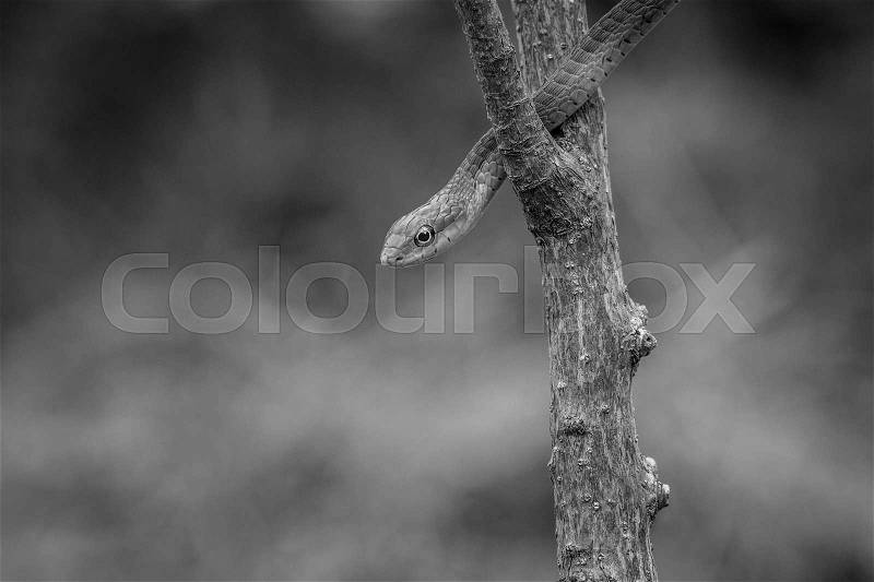 Green mamba on a branch in black and white, South Africa, stock photo