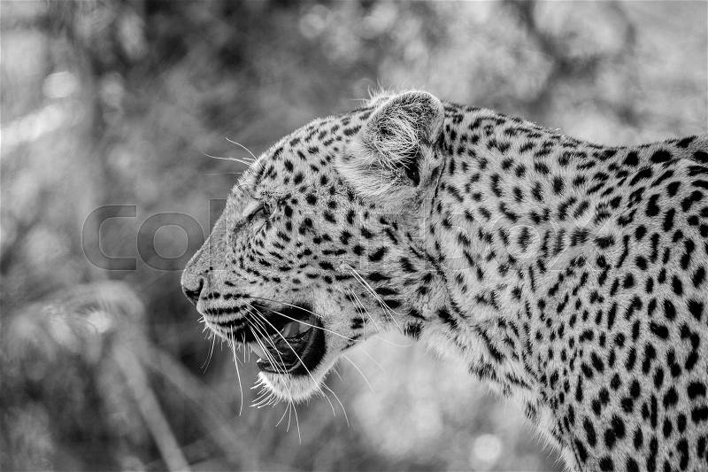 Side profile of a Leopard in black and white in the Kruger National Park, South Africa, stock photo