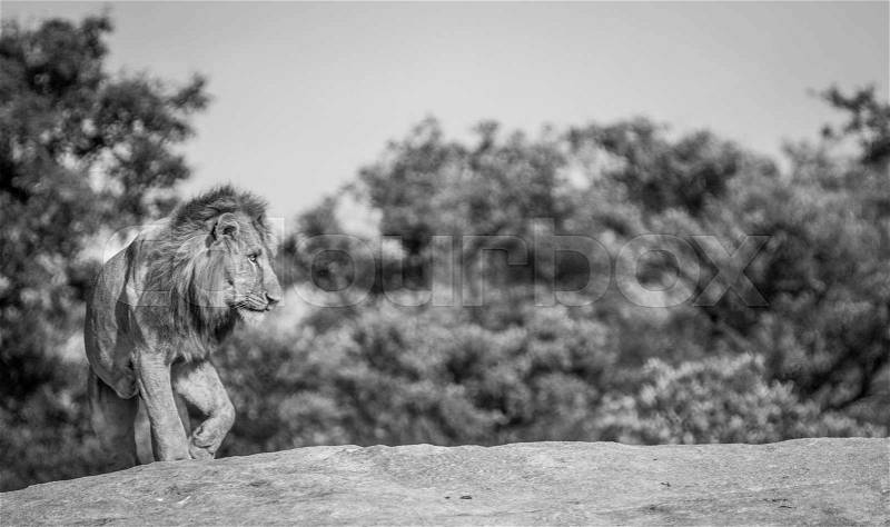 Lion on the rocks in black and white in the Kruger National Park, South Africa, stock photo