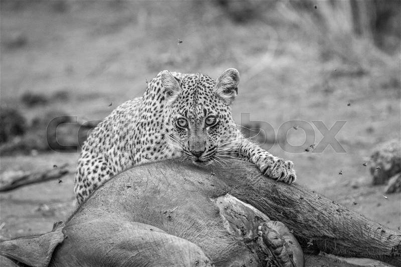 Leopard feeding from a baby Elephant carcass in black and white in the Kruger National Park, South Africa, stock photo