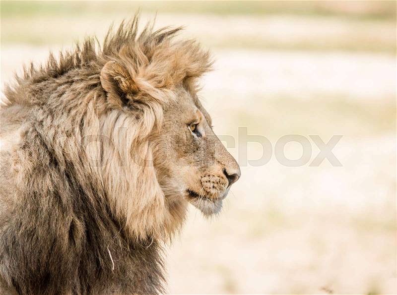 Side profile of a Lion in the Kruger National Park, South Africa, stock photo