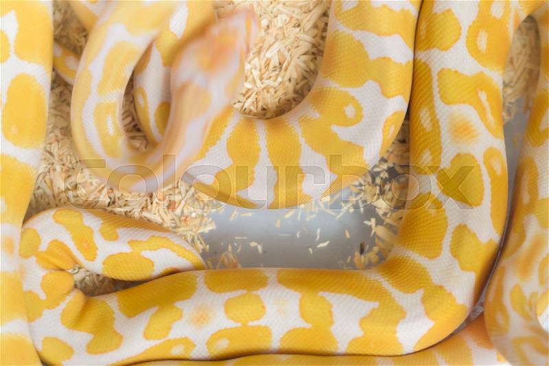 Big boa snake was curled up in a cage, stock photo