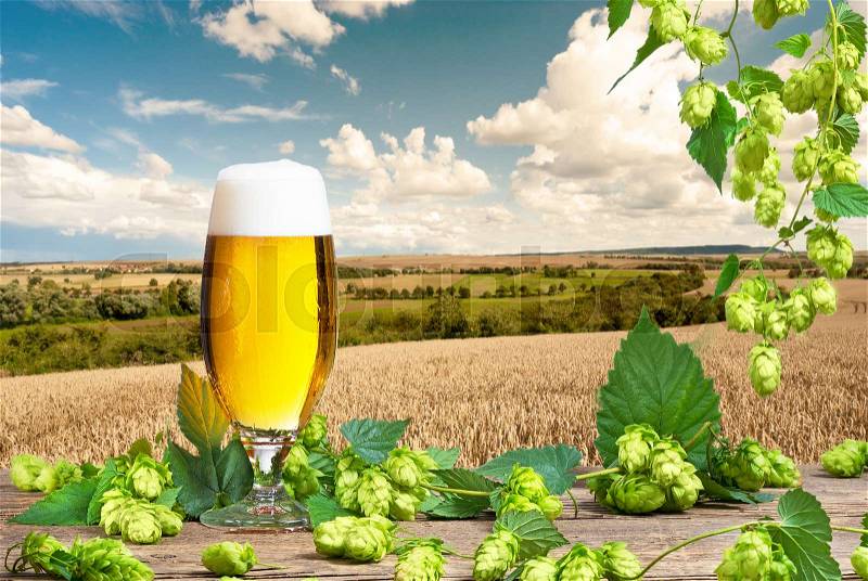 Beer glass and wheat field before the harvest, stock photo