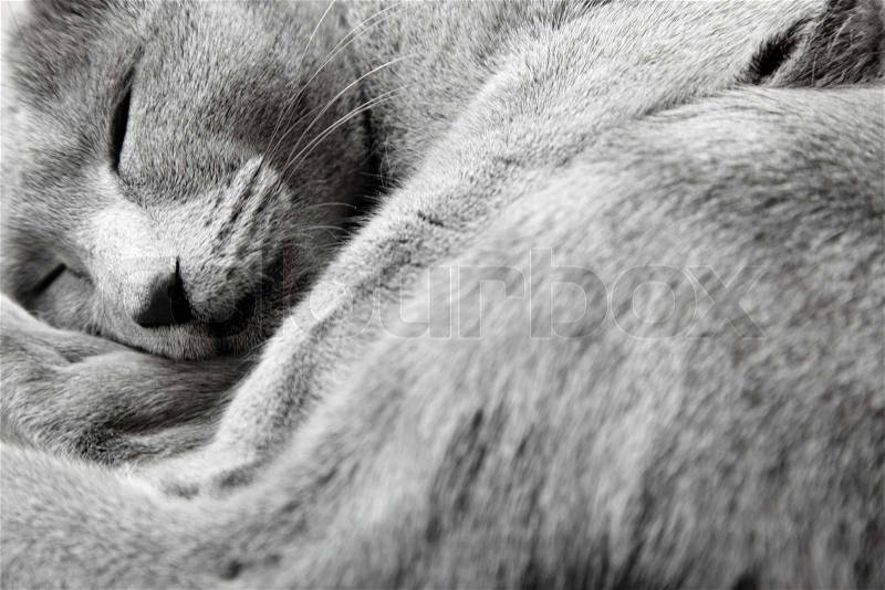 Russian blue cat sleeping indoors. Natural light and colors, stock photo