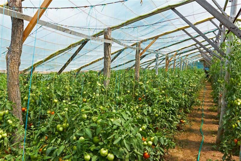 Wooden film greenhouses with tomatoes from the inside, stock photo
